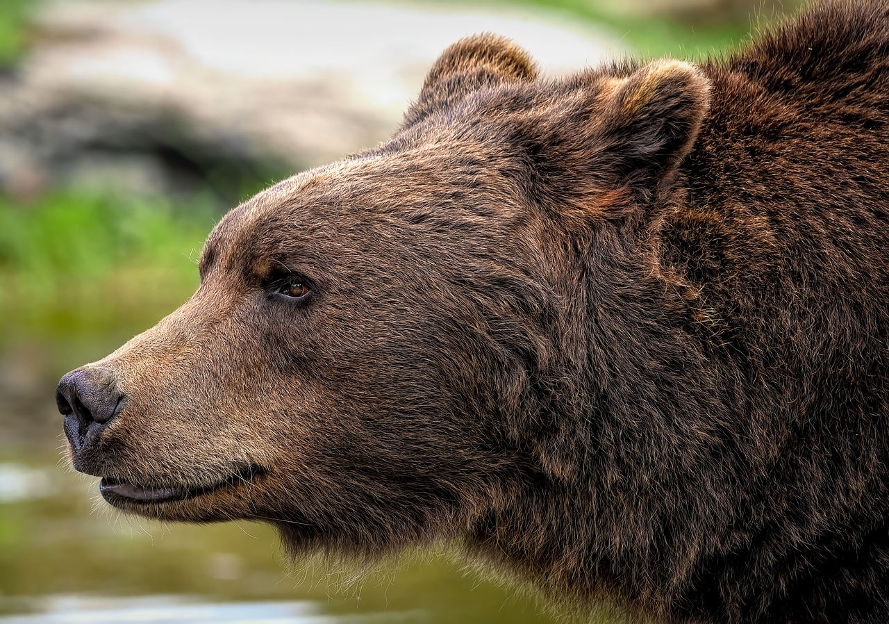 Carmy The Bear: Tudo sobre o protagonista da série