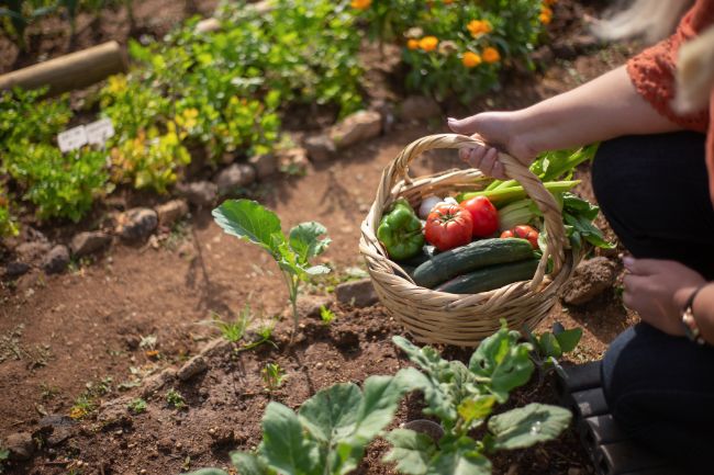 Como Cuidar de uma Horta Caseira Mesmo com Pouco Espaço