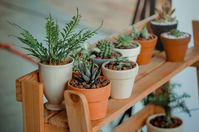 Plantas Internas: As Melhores Espécies para Cada Cômodo da Casa