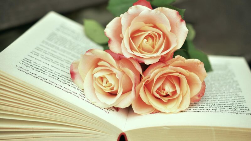 Wattpad sites: As melhores plataformas alternativas para ler histórias